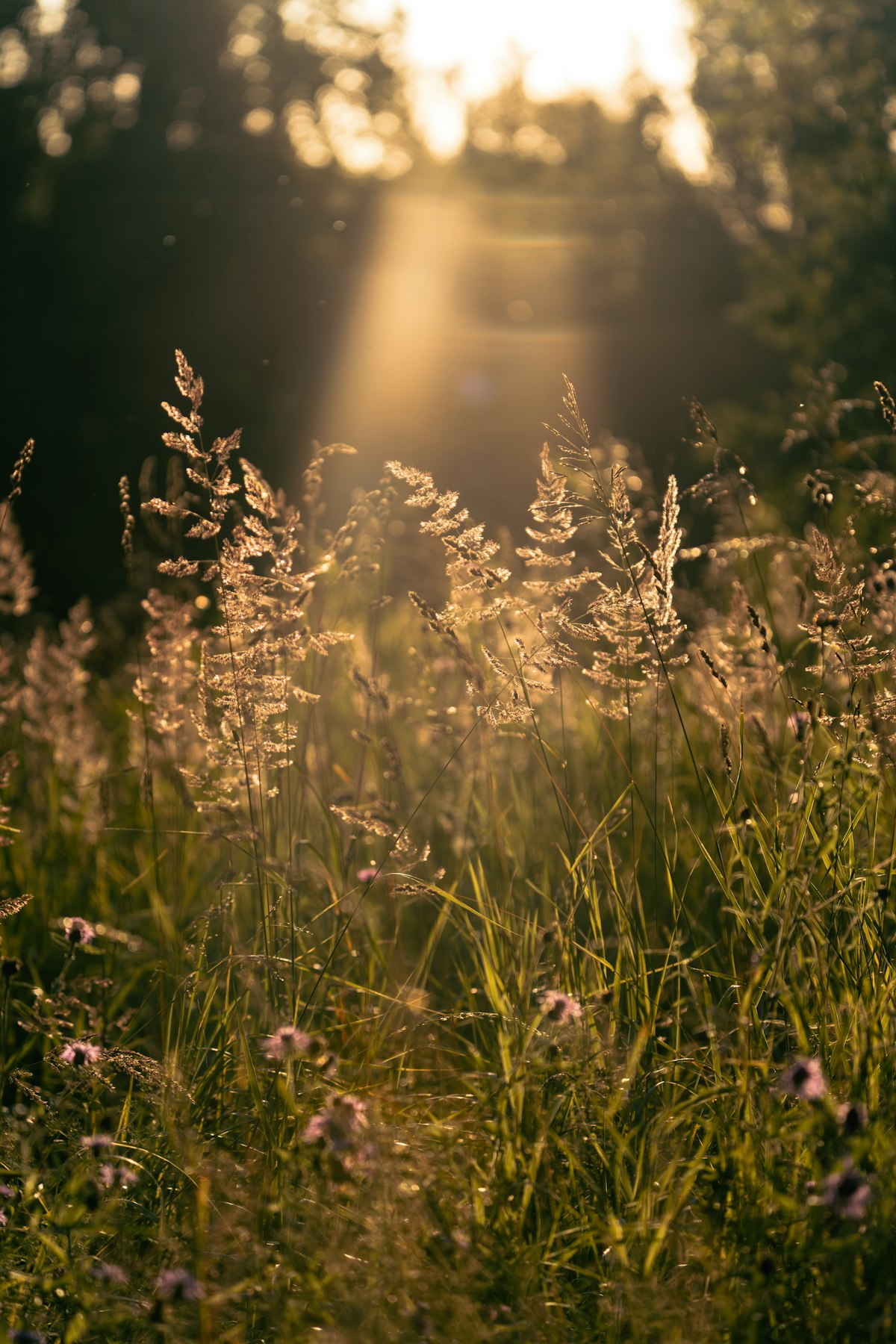 Warmes Sonnenlicht auf einer Blumenwiese